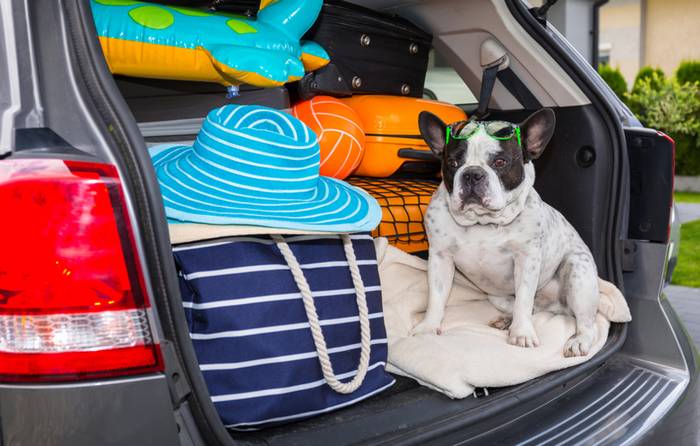 Im Auto zu verreisen ist für die Fellnase die verträglichste Art zu Reisen. (Foto: shutterstock - Patryk Kosmider)